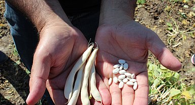 Aksaray'da Türk mutfağının vazgeçilmezi beyaz fasulyenin hasadı başladı