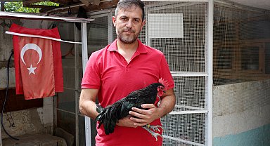 Almanya'dan yumurtasını getirttiği süs tavuğuyla Türkiye'de şampiyon oldu
