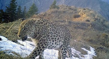 Anadolu parsı avlamanın cezası 30 milyon TL