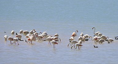 Arin Gölü flamingolarla şenlendi