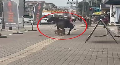 Ata saldıran pitbull cinsi köpek, barınağa teslim edildi