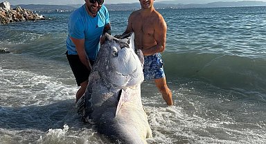Avladıkları 320 kiloluk mavi yüzgeçli orkinosu 3 gün sonra buldular