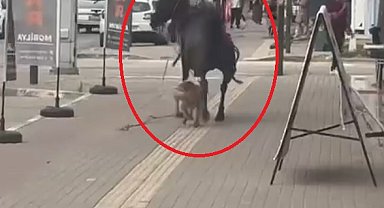 Başıboş pitbull ata saldırdı