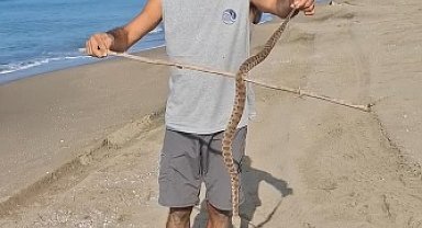 Bitkin halde bulunan zehirli koca engereği, biyolog kurtardı