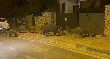 Bodrum'da aç kalan domuzlar ilçe merkezine indi