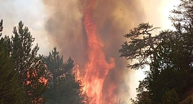 Bolu Göynük'te orman yangını