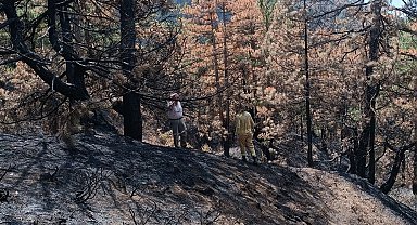 Bolu'da yanan ormanlarda yol ve yeşillendirme çalışması