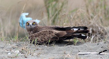 Bu kuşlara ve sürüngenlere zarar verene 100 bin liraya kadar ceza