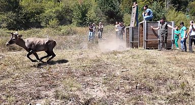 Bursa'da 2 kızıl geyik doğaya salındı; 1,5 saat süren operasyon kamerada