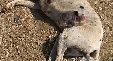 Çanakkale'de silahla vurulan 3 sokak köpeğinden 2'si öldü