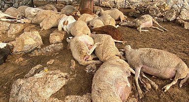 Çınar ağacına yıldırım düştü, altında bulunan 30 küçükbaş öldü