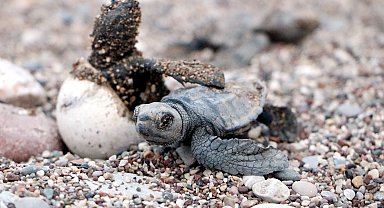 Çıralı'da deniz kaplumbağası yuvalama sezonu, rekorla tamamlandı