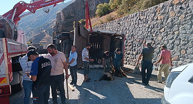 Devrilen TIR'ın dorsesindeki 100 küçükbaş öldü