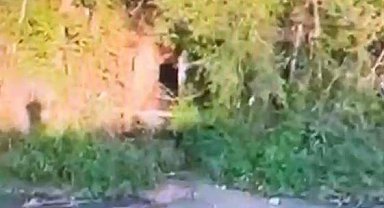 Doğayı kirletmeye devam eden beyaz et firmasına 3'üncü kez para cezası