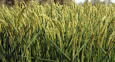 Edirne'de üç yeni çeltik çeşidi tanıtılıp, hasat edildi