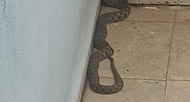 Eve giren yılanı, itfaiye yakaladı