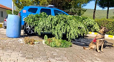 Evlerinde ve arazilerinde uyuşturucu yetiştiren 3 şüpheliye gözaltı