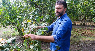 Fındık bahçelerine zarar veren 'kahverengi kokarca'ya şarkı yaptı