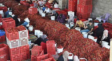 Gaziantep'te 8 bin tarım işçisi, biber temizleyerek geçimini sağlıyor