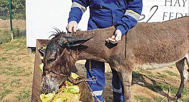 Hatay'da ölüme terk edilen sahipsiz eşek Emekli Hayvanlar Çiftliği'nde