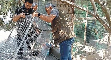 İzinsiz tavus kuşu üreten şüpheliye 8 bin lira ceza