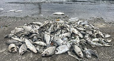 İzmir'de balık ölümleri ve kötü koku sürüyor