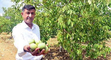 Kahramanmaraş'ta, AB tescilli Çağlayancerit cevizinin hasadı başladı