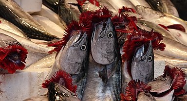 Karadeniz'de av sezonu bereketli başladı; tezgahlar şenlendi