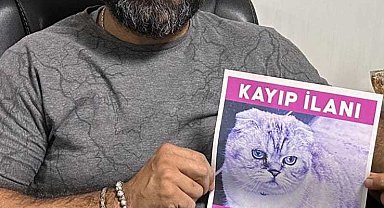 Kaybolan kedisini bulana 15 bin TL ödül vadetti