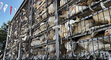 Kayseri'de kadın çiftçilere 10 bin tavuk dağıtıldı