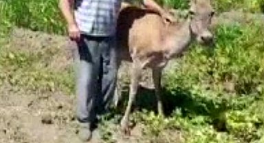 Kızıl geyik, tarlada kavun yerken görüntülendi