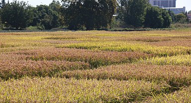 Kuraklığın etkilediği Edirne'de çeltikte 'verim kaybı' endişesi