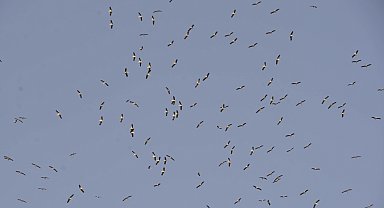 Kuşların Afrika'ya göçü, Mersin semalarını süslüyor