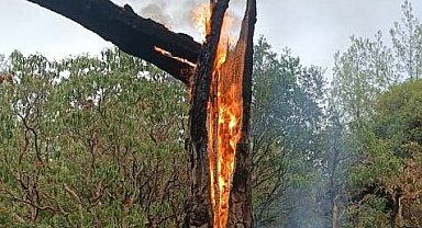 Muğla'da 5 günde 50 yıldırım yangını; 5 hektar alan yandı