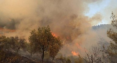 Muğla'daki orman yangını kontrol altında; 200 hektar alan zarar gördü