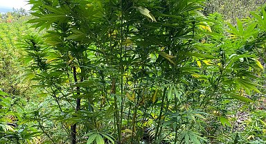 Ormanda uyuşturucu yetiştiren şüpheli yakalandı