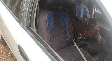 Polisin 'dur' ihtarına uymayıp kaçan otomobilden çalıntı 'dana' çıktı