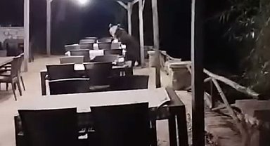 Restoranın bahçesine girip şekerleri yiyen ayı kamerada