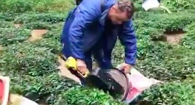 Rize'de, selde bahçedeki çayları kurtarma çabası kamerada