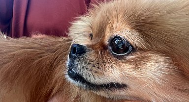 Sahipleri tarafından şiddete uğrayan 4 köpek yediemine teslim edildi