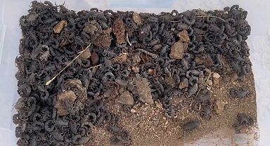 Şanlıurfa'da 270 akrep ele geçirildi