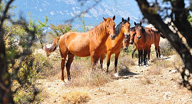 Spil'in 'özgür bekçileri' yılkı atları, dronla görüntülendi