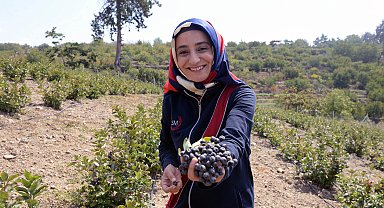 Süper meyve 'aronya'da hasat zamanı; kilosu 250 TL