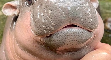 Tayland'da nesli tehlike altında olan cüce su aygırı sosyal medyada ilgi odağı oldu