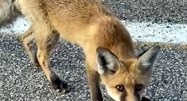 Tilkiyi bisküvi ile besledi