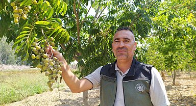 Tropikal bölgelerde yetişen 'sabun cevizi' Akdeniz Bölgesi'ne uyum sağladı