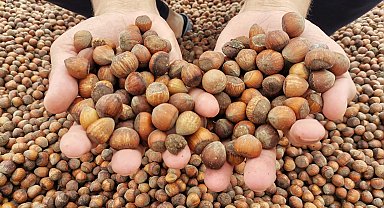 Türkiye'nin yıllık fındık ihracatı 2 milyar doları aştı