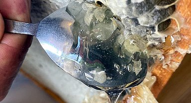 Yeşil bala bakmaya doyamadı