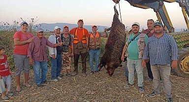 300 kiloluk domuz avladılar