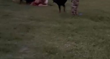 'Lily'nin öldüğü, sahibinin yaralandığı köpek saldırısı kamerada